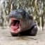 MarsTheHippoCTO