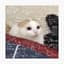J_Cat