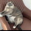 CookieTheCat