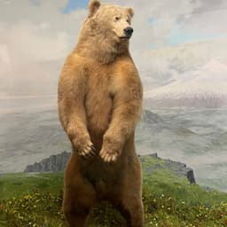Curly_Bear