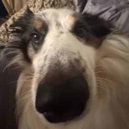 ChunkyCharlie