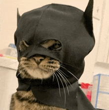 trenchsaviorcat